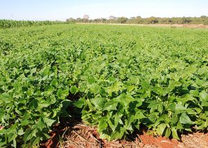 Plantio Direto aumenta diversidade microbiana do solo e protege as plantas