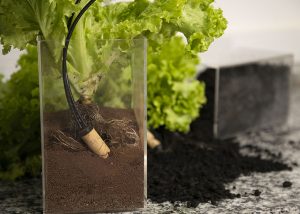 Novo sensor para irrigação gera economia e aumenta a produtividade