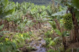 Estados do Sul debatem formas de reduzir emissão de gases na agricultura