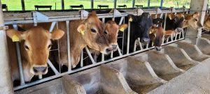 SC celebra 17 anos como Zona Livre de Febre Aftosa sem Vacinação