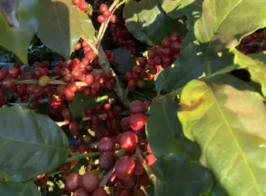 Epamig intensifica ações para cultivares de café mais produtivas e resistentes