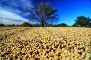 PR pode produzir até 750 mil sacas de café em 172 municípios em 2024