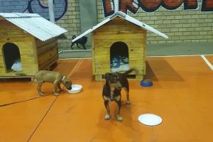 Casinhas feitas em penitenciária vão ajudar a abrigar animais resgatados no RS