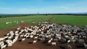 Agricultura é a nova aliada dos criadores em Mato Grosso