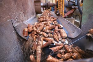 Produção de mandioca deve crescer 6% no PR
