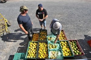 Enchentes impactam cadeia produtiva e aumentam o preço de hortifrutis em Porto Alegre