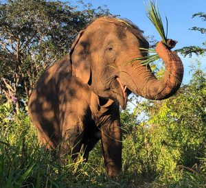 Elefanta que vivia em santuário morre aos 52 anos após eutanásia no MT