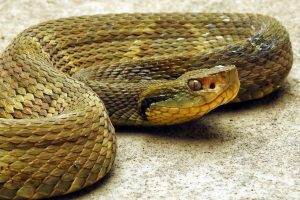 O que fazer se encontrar animais peçonhentos nas enchentes?