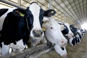 Encontro discute desafios e oportunidades da pecuária leiteira do Paraná