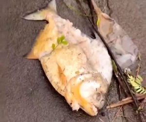 Piranhas surgem nas ruas de Porto Alegre e revelam desequilíbrio ambiental