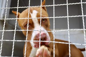 Lei proíbe criação e comercialização de cão Pit Bull em SC