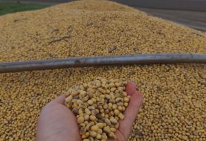 Aprosoja/MS estima redução de 13,89% na produção de soja