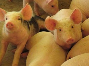 SC bate recorde no VPA com destaque para a produção animal