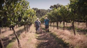 “Querência Amada” embala nova campanha de apoio os vinhos gaúchos