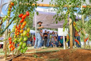 Propriedade rural de Apucarana vira referência na produção de tomate orgânico
