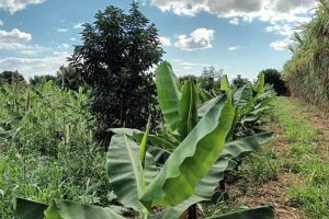 Com tecnologia, lucro com a banana supera renda com a soja