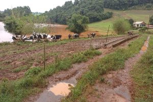 Enchentes: Emater/RS alerta para riscos da leptospirose à atividade leiteira