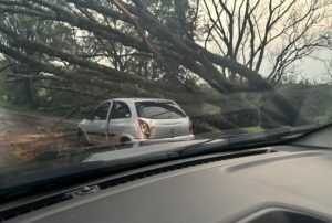 Temporal derruba árvore e atinge veículo na PR-497 em São Miguel do Iguaçu
