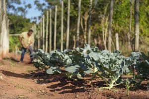 Projeto promove cultivo de alimentos para pessoas em recuperação