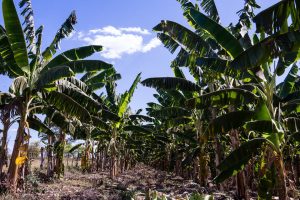 Cultivo de banana em MT é fomentado com entrega de 83 mil mudas