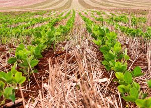 Pesquisa avança para certificar produção de soja baixo carbono