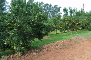 Citros têm produção impactada pelas chuvas no RS