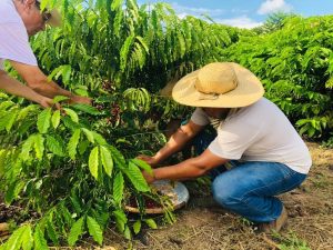 Produtores indígenas começam a comercializar café cultivado no MT