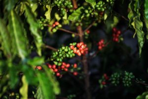 Produtividade de café por hectare em MT triplica