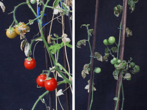 Tomates marcianos plantados na Terra? Temos!