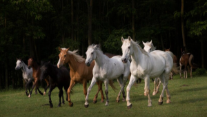 Cavalos também tem gripe e vírus se espalha rapidamente