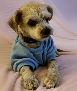 Quer adotar um amiguinho de quatro patas?