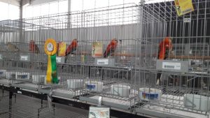 Secretaria de Agricultura volta a permitir a realização de eventos com aves em SP
