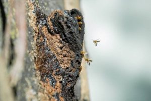 Abelhas nativas sem ferrão: parque abriga mais de uma centena de ninhos e quase dez espécies