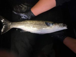 Governo do Estado incentiva pesquisa e entretenimento com tainhas em Florianópolis