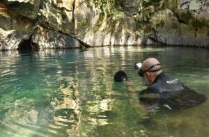 Cascudo criticamente ameaçado de extinção é avistado em caverna de Bonito após 20 anos