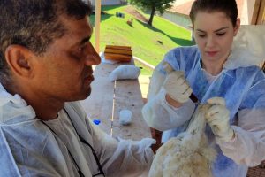 Adapar encerra a vigilância ativa de aves nas propriedades no ciclo 2024