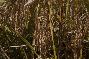 Farsul divulga nota técnica sobre impacto das importações de arroz no ICMS gaúcho