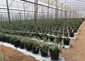 Pesquisa desenvolve cultivo de tomate-cereja em substrato de casca de coco