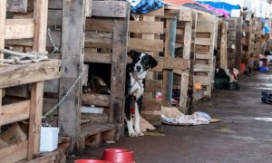 Superpopulação: 20 mil animais estão em abrigos após as enchentes