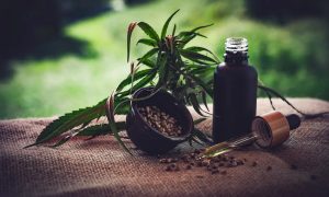 São Paulo é o estado com o maior número de cultivos de Cannabis
