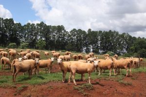 Produtores paranaenses têm esta semana para atualizar cadastro de rebanho