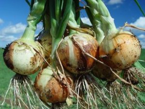 Mágica? Cebola, alho, cevada e trigo: Área menor e produção maior em SC
