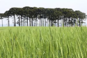 Com previsão de 334 mil toneladas, plantio de cevada avança no PR
