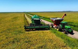 Colheita de arroz encerra com 7,16 milhões de toneladas, importar por quê?