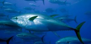 Navio sísmico: Canhões de ar comprimido disparam pulsos que afastam os peixes
