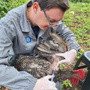 Mais de 16 milhões de aves são monitoradas contra gripe aviária no MT