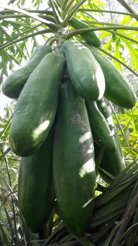 Mamão de quase um metro! Frutos gigantes são produzidos no Paraná