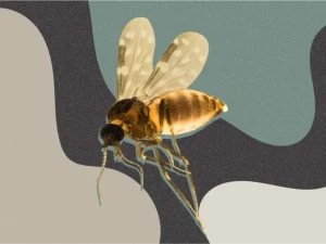 Mosquito Maruim: 72 casos de febre oropouche em MG