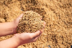 Conab anula leilão de arroz importado