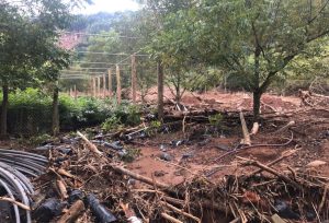 Produtores de noz-pecã pedem mais de R$ 260 milhões em ajuda